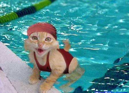le chat dans la piscine
